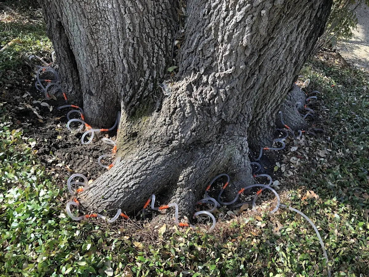 Detailed Tree Cabling and Bracing job site in Maidsville