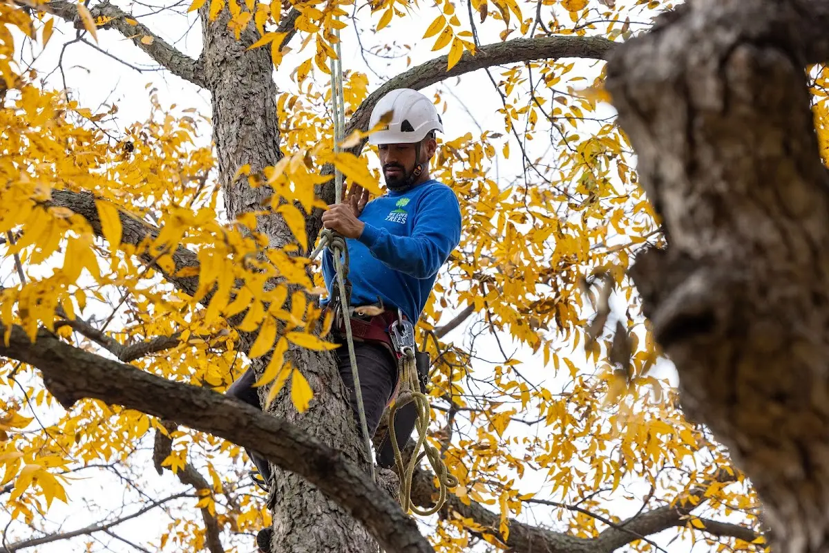 Skilled Tree Pruning crew working in Maidsville
